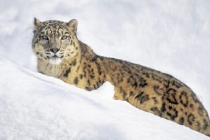 white, Animals, Snow, Leopards
