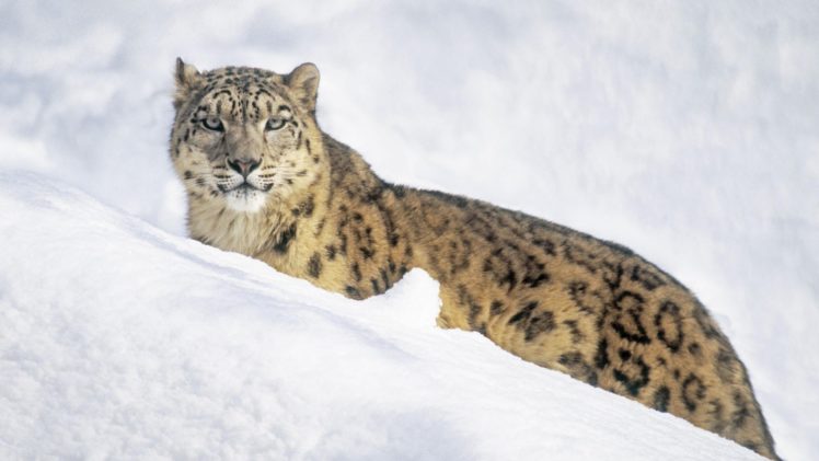 white, Animals, Snow, Leopards HD Wallpaper Desktop Background