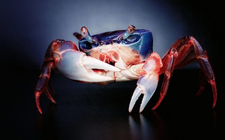 animals, Crabs HD Wallpaper Desktop Background