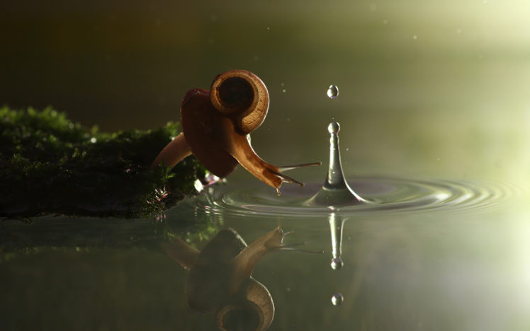 nature, Snail, Drops HD Wallpaper Desktop Background