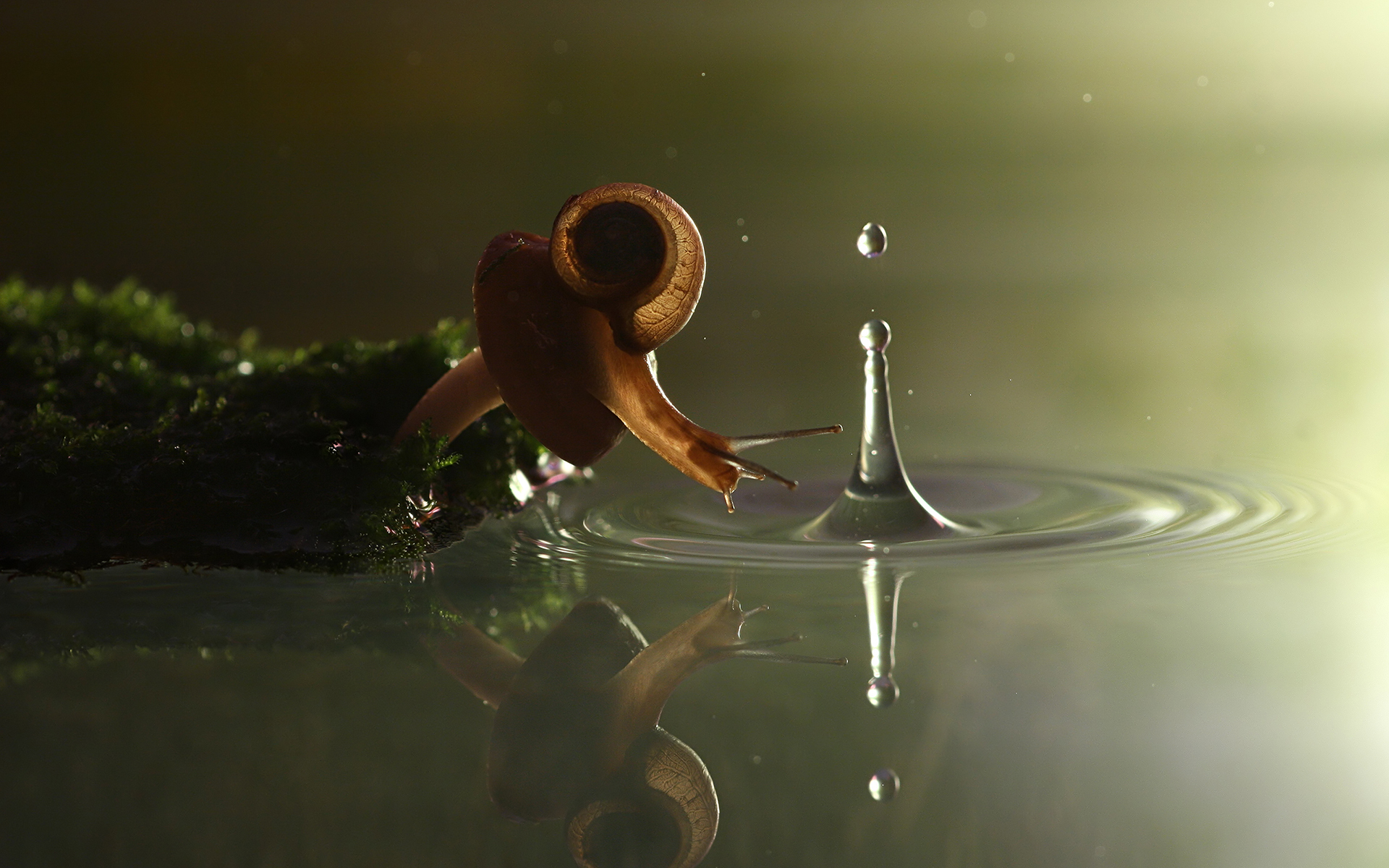 nature, Snail, Drops Wallpaper