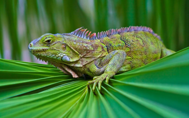 lizard, Iguana HD Wallpaper Desktop Background