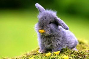 bunnies, Nature, Animals, Baby, Animals