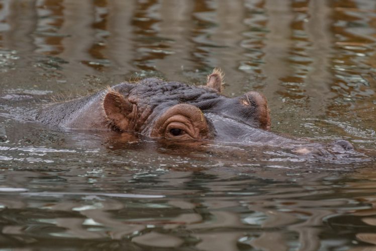 hippopotamus, Hippo, Animal HD Wallpaper Desktop Background