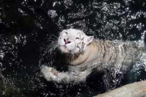 white, Tiger, Swimming