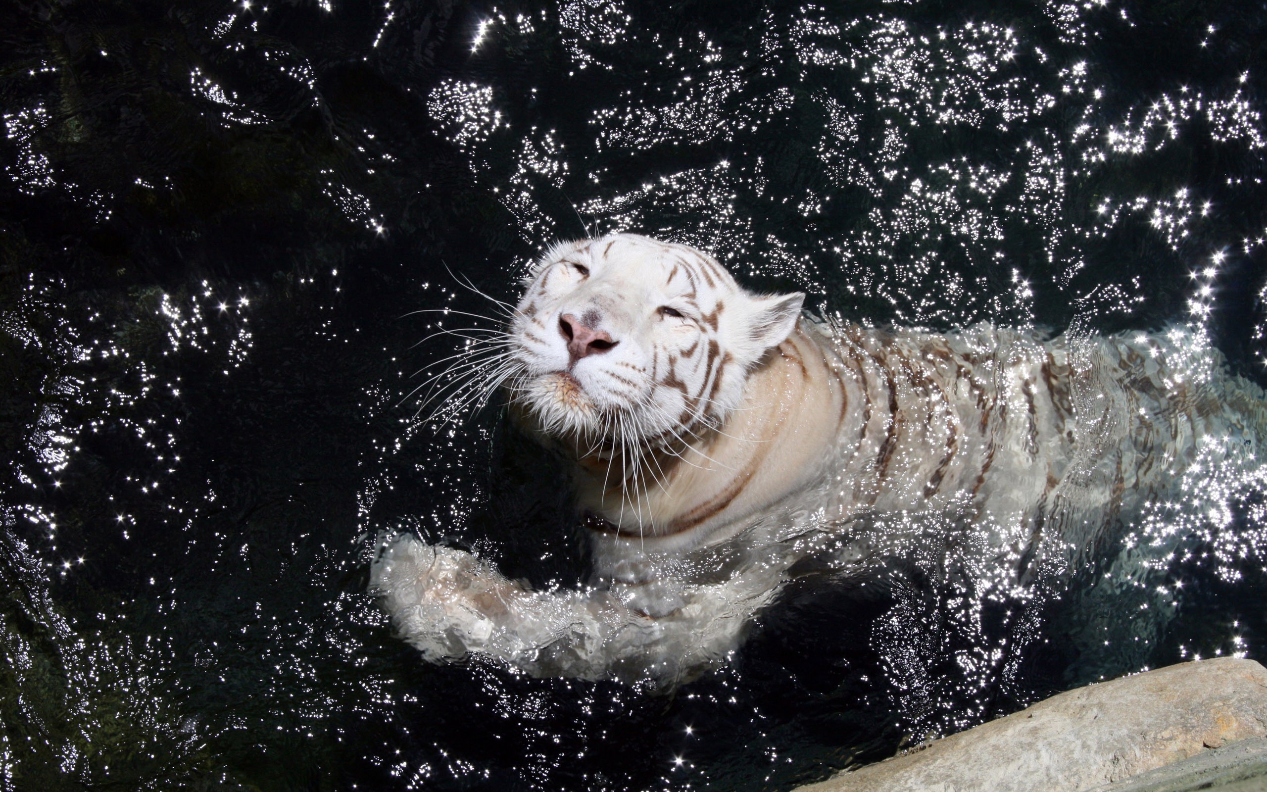 white, Tiger, Swimming Wallpaper
