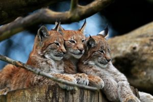 animals, Lynx