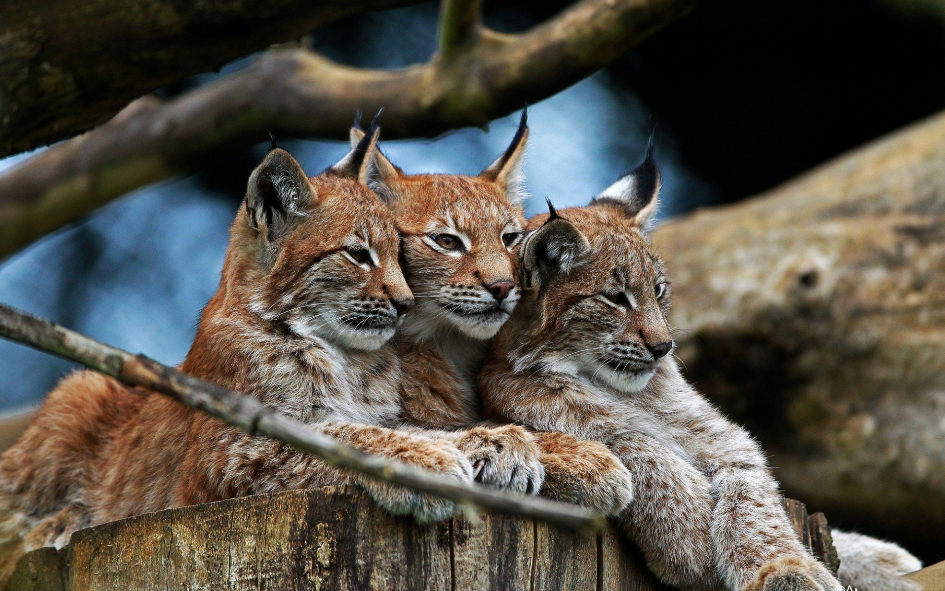 animals, Lynx Wallpaper