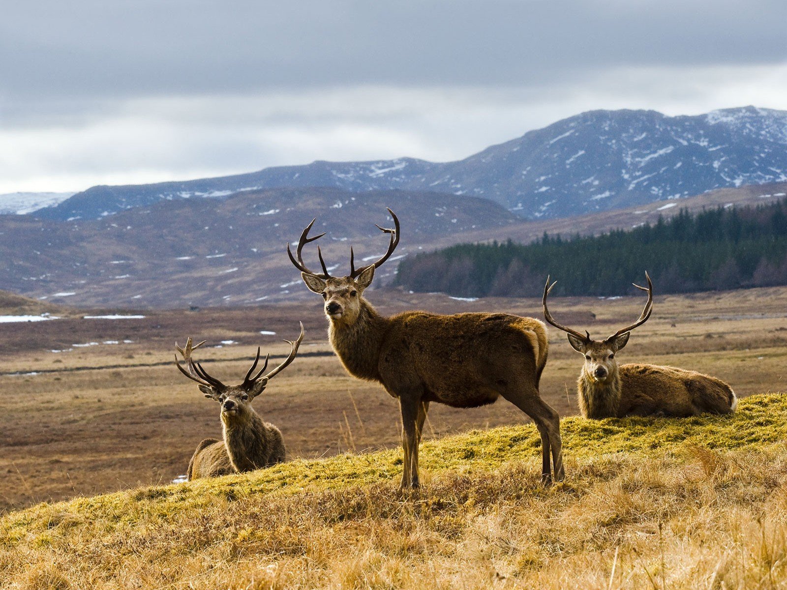 elk Wallpaper