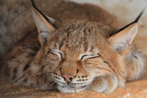 animals, Lynx, Sleeping, Feline