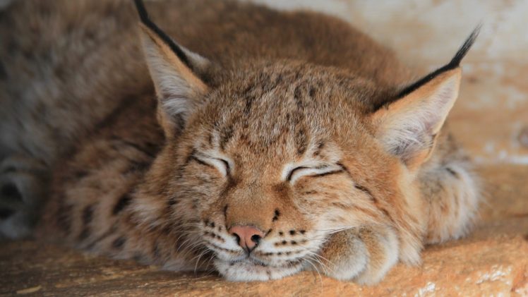 animals, Lynx, Sleeping, Feline HD Wallpaper Desktop Background