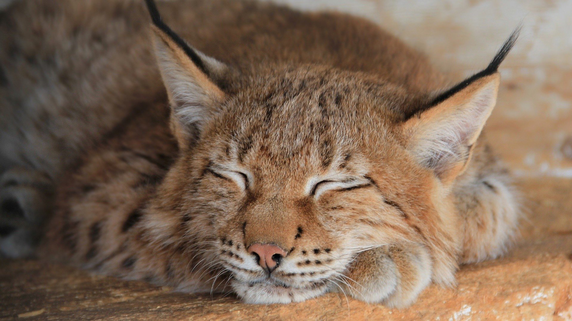animals, Lynx, Sleeping, Feline Wallpaper