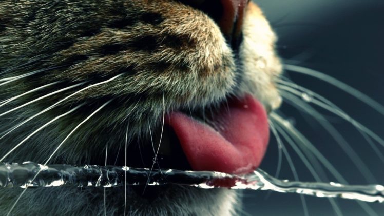 water, Cats, Animals, Tongue, Macro, Noses, Whiskers, American, Shorthair HD Wallpaper Desktop Background