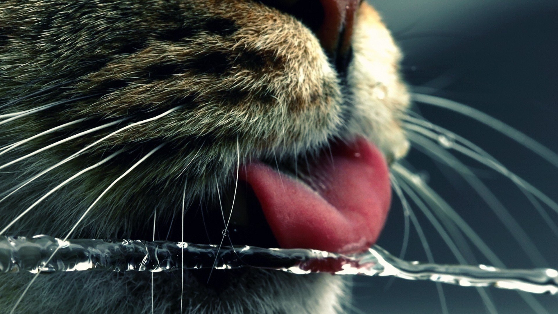 water, Cats, Animals, Tongue, Macro, Noses, Whiskers, American, Shorthair Wallpaper
