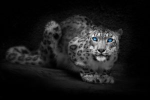 blue, Eyes, Animals, Selective, Coloring