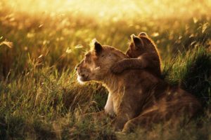 animals, Cubs, Lions, Baby, Animals