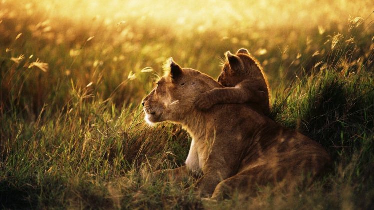 animals, Cubs, Lions, Baby, Animals HD Wallpaper Desktop Background