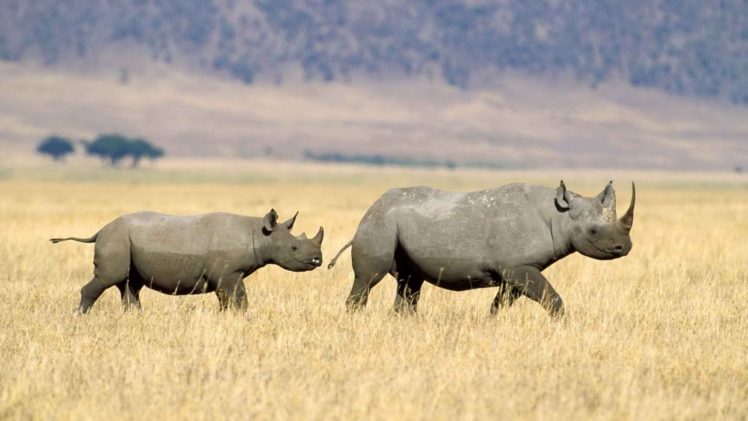 black, Rhinoceros, Tanzania HD Wallpaper Desktop Background