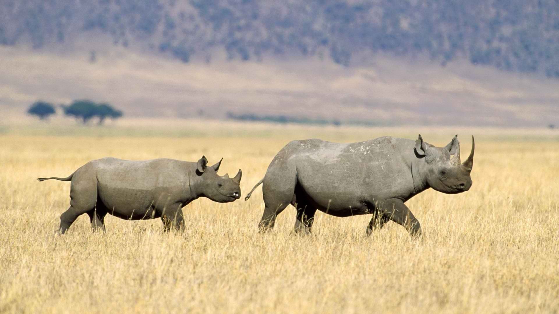 black, Rhinoceros, Tanzania Wallpaper