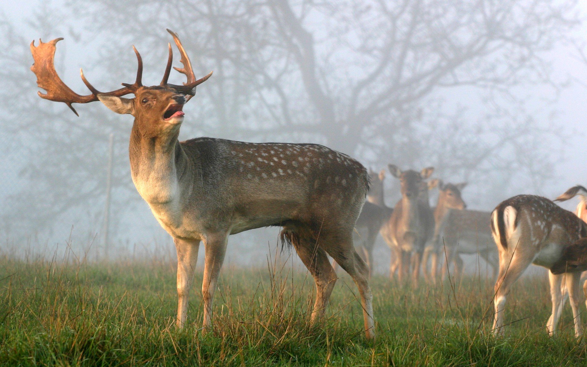 nature, Animals, Mist, Deer Wallpaper