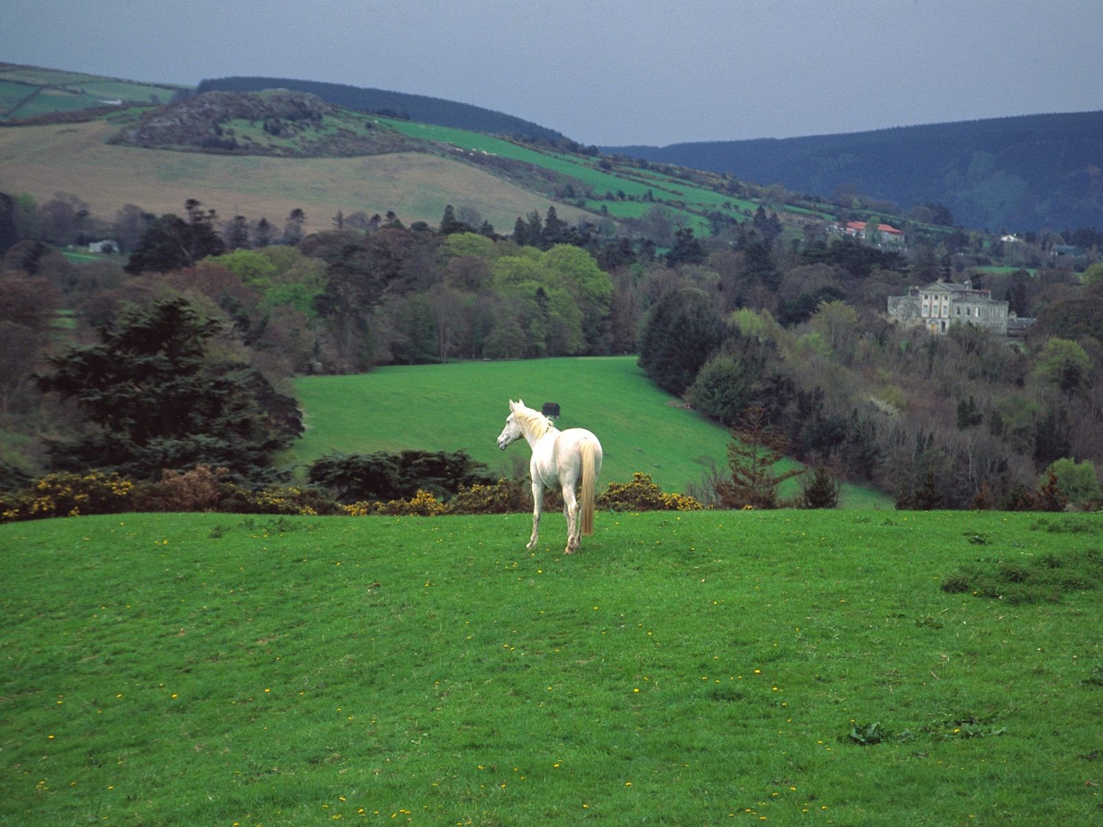 green, Nature, Trees, Forests, Hills, Ireland, Horses, Countryside, Skyscapes, Castle Wallpaper