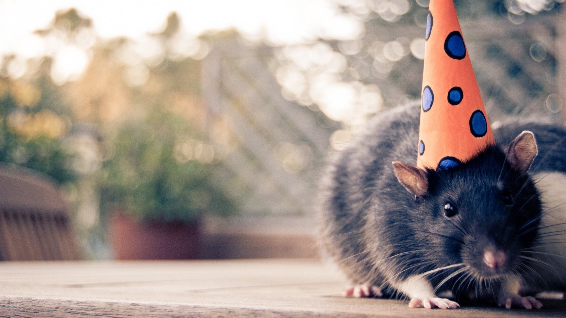 animals, Rats, Birthday Wallpaper