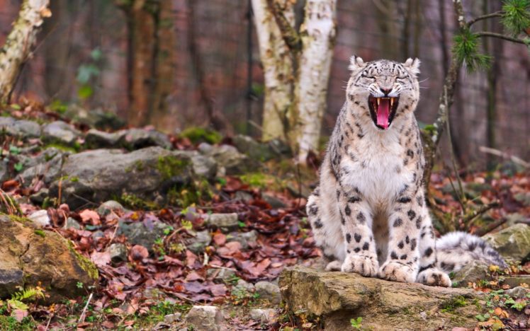 animals, Snow, Leopards HD Wallpaper Desktop Background