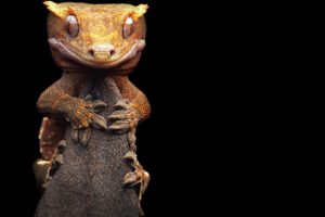 animals, Geckos, Reptiles