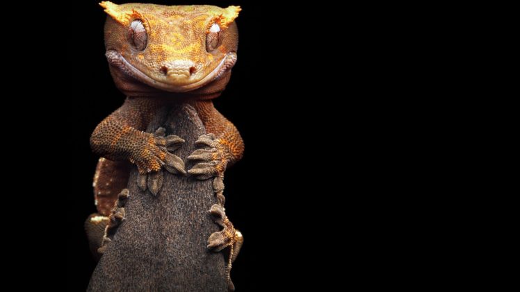 animals, Geckos, Reptiles HD Wallpaper Desktop Background