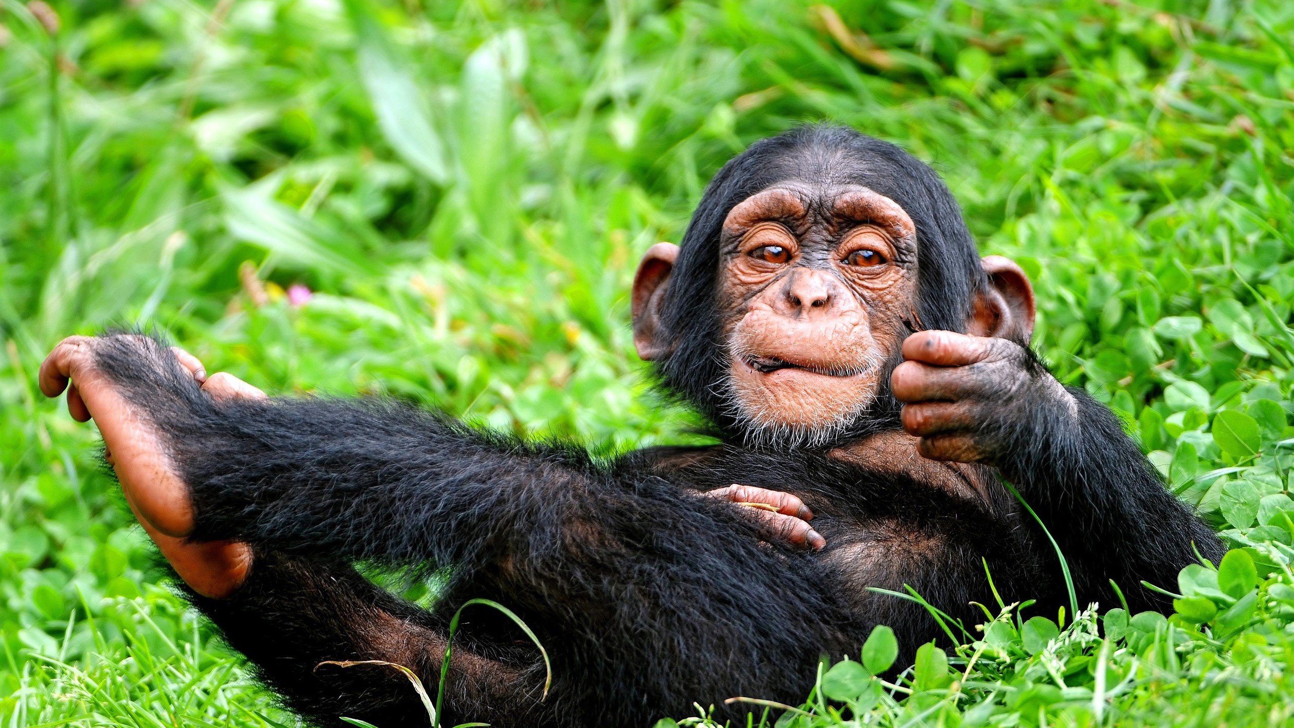animals, Grass, Apes, Lying, Down, Gorillas, Baby, Animals Wallpaper