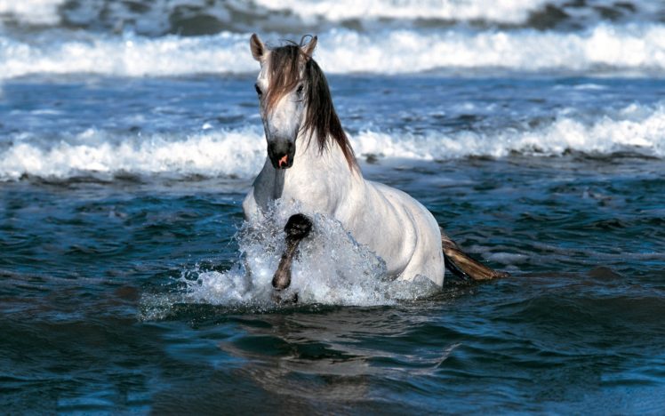 horses, Ocean, Waves HD Wallpaper Desktop Background
