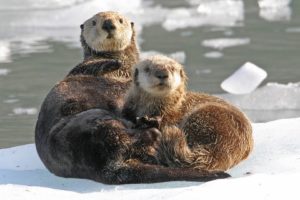 nature, Alaska, Sound, Otters, Sea