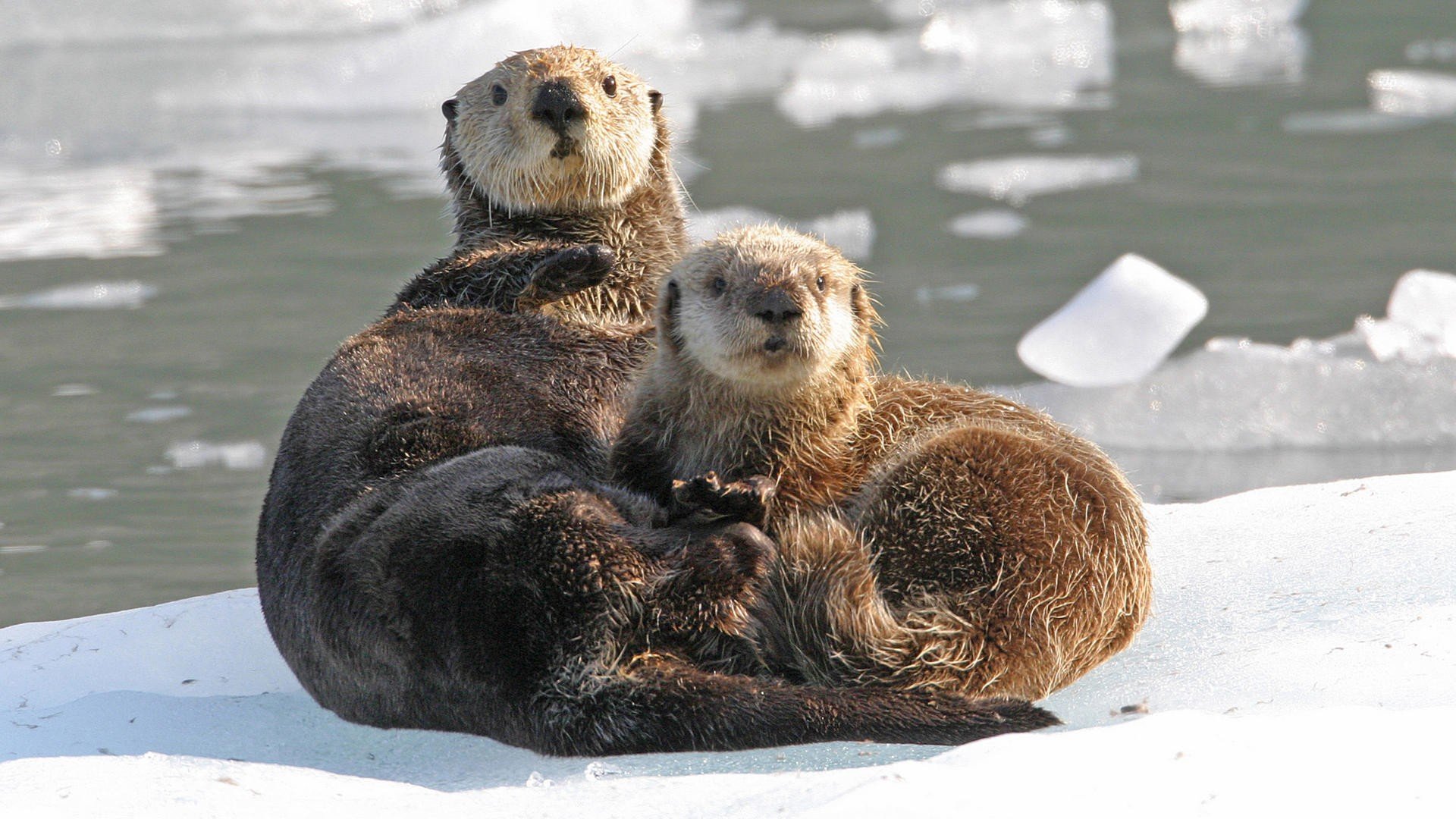 nature, Alaska, Sound, Otters, Sea Wallpaper