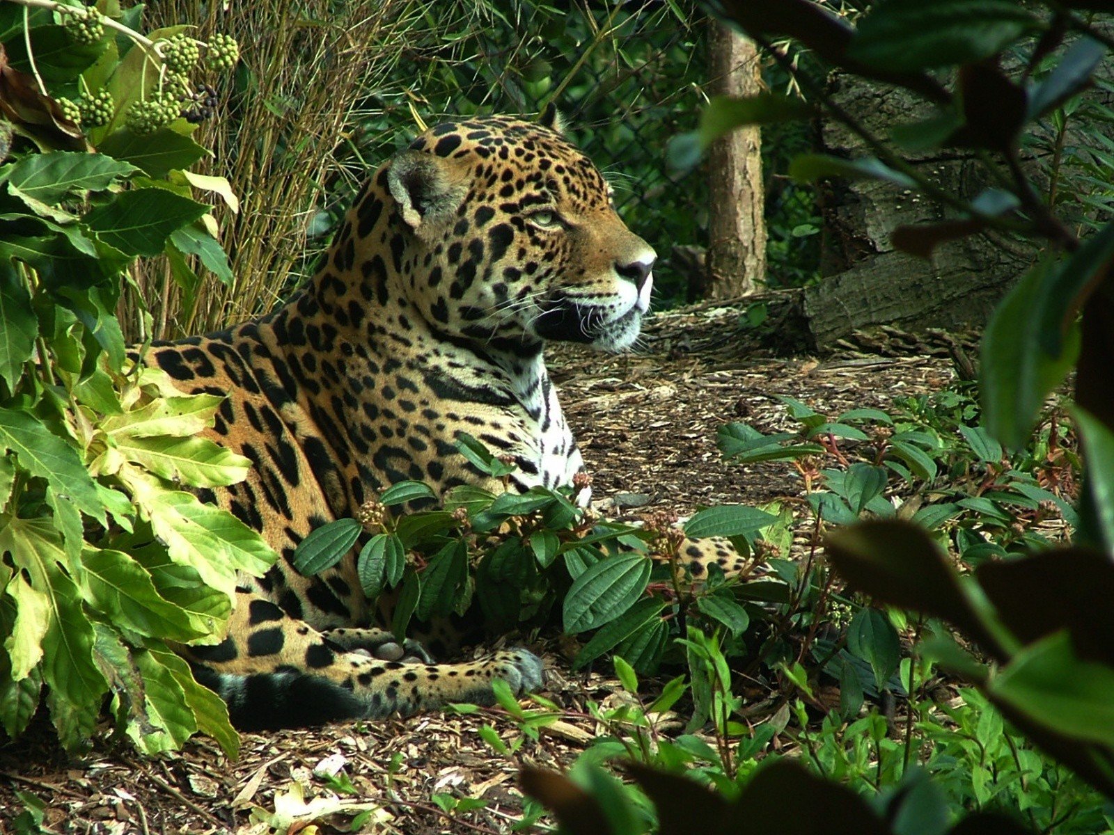 leopards Wallpaper