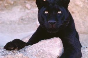 animals, Panthers