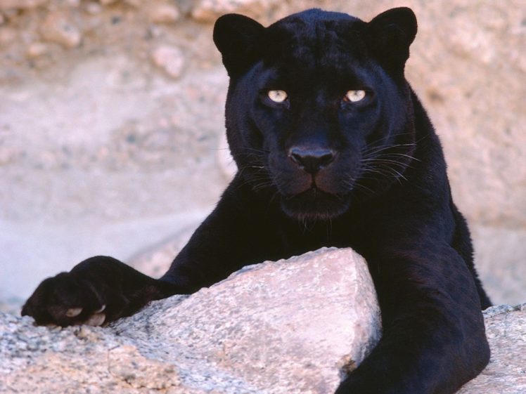 animals, Panthers HD Wallpaper Desktop Background
