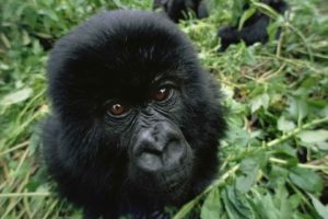 gorillas, Baby, Animals