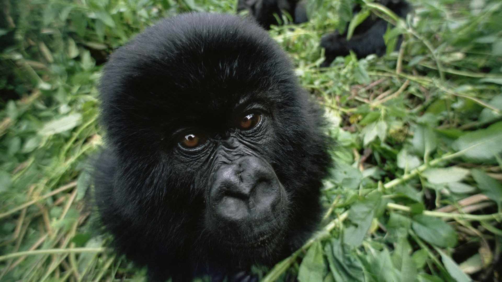 gorillas, Baby, Animals Wallpaper