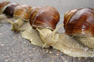 animals, Snails, Macro, Snail, Mollusks, Molluscs