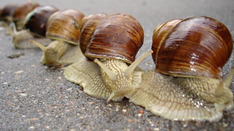 animals, Snails, Macro, Snail, Mollusks, Molluscs HD Wallpaper Desktop Background