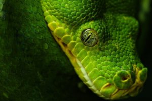 green, Animals, Snakes