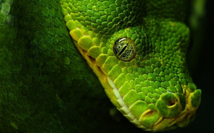 green, Animals, Snakes HD Wallpaper Desktop Background