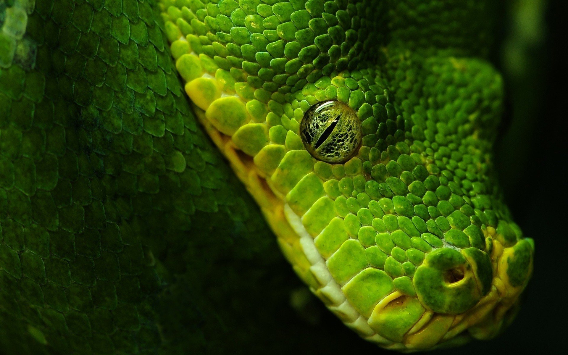green, Animals, Snakes Wallpaper