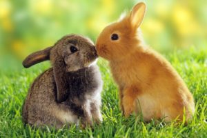 kissing, Rabbits