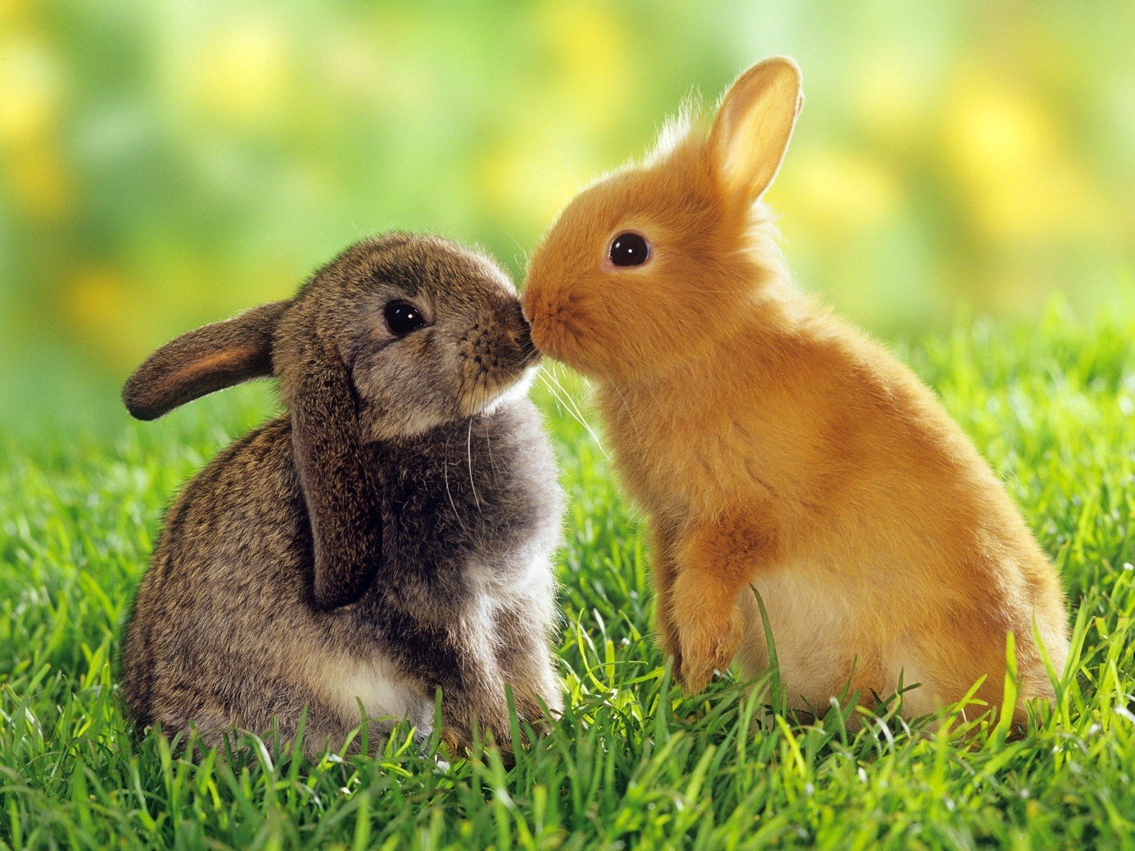 kissing, Rabbits Wallpaper