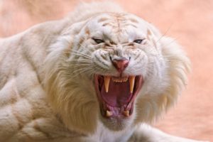 angry, White, Tiger