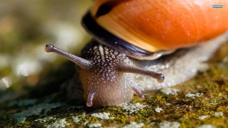 animals, Snails HD Wallpaper Desktop Background