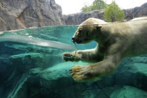 water, Ice, Animals, Zoo, Underwater, Polar, Bears, Split view