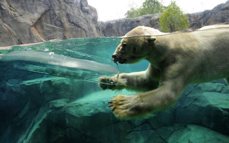 water, Ice, Animals, Zoo, Underwater, Polar, Bears, Split view HD Wallpaper Desktop Background