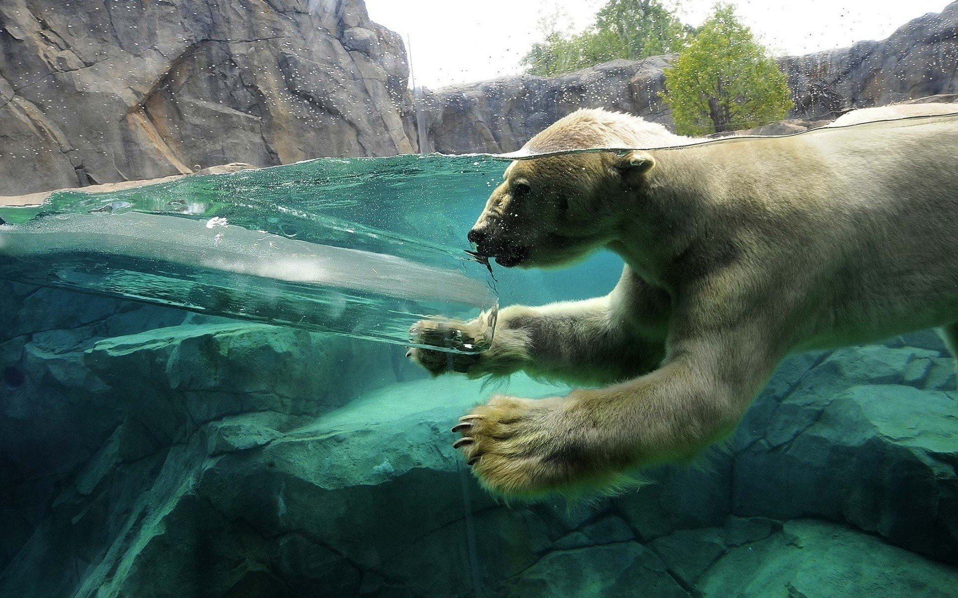 water, Ice, Animals, Zoo, Underwater, Polar, Bears, Split view Wallpaper